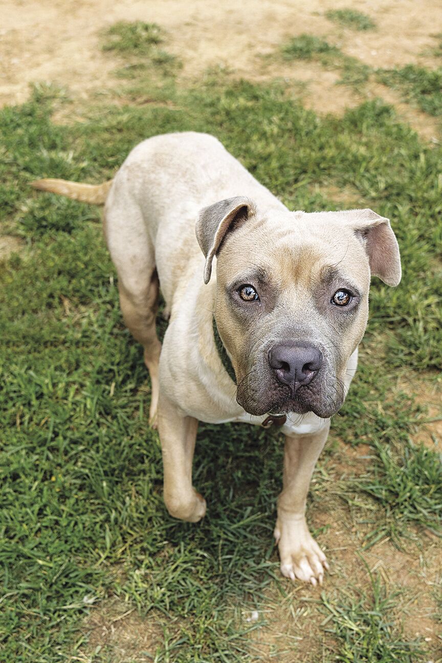 Pet of the Week: Bubble Gum